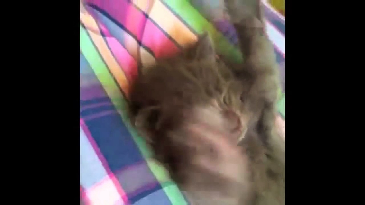 FUNNY VIDEOS  Funny Cats - Funny Animals - Funny Moments - Funny Cat Vines