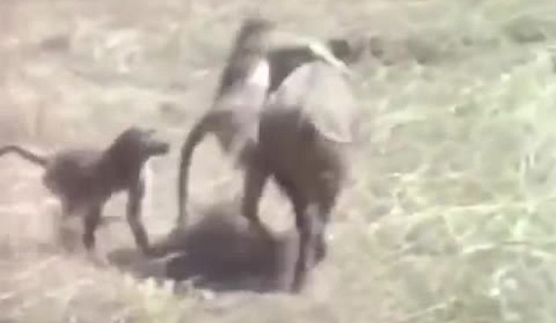 Singes chasseurs de sangliers