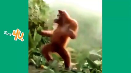 I m In Love With The CoCo Coco - Vines December    Merry Christmas