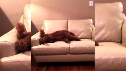 ¿Perro consuela a perro tras una pesadilla?