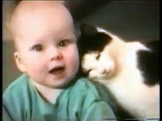 cute cat videos-funny cat video compilation-funny cats-funny cat videos.