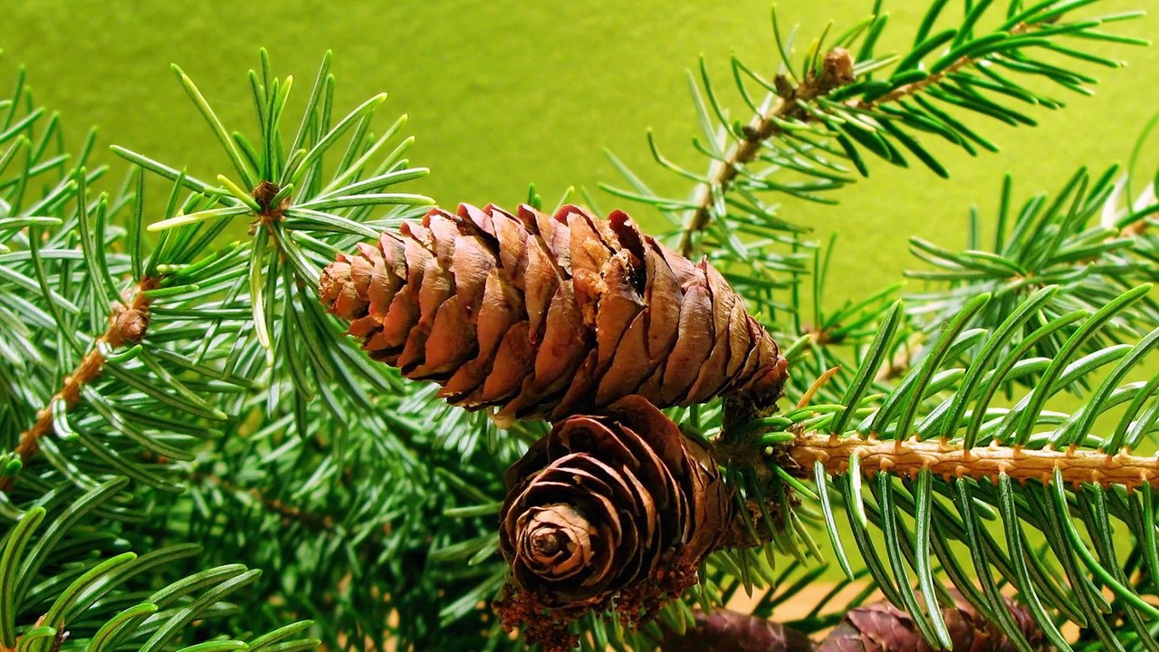 Tyle kolęd - Polskie Kolędy