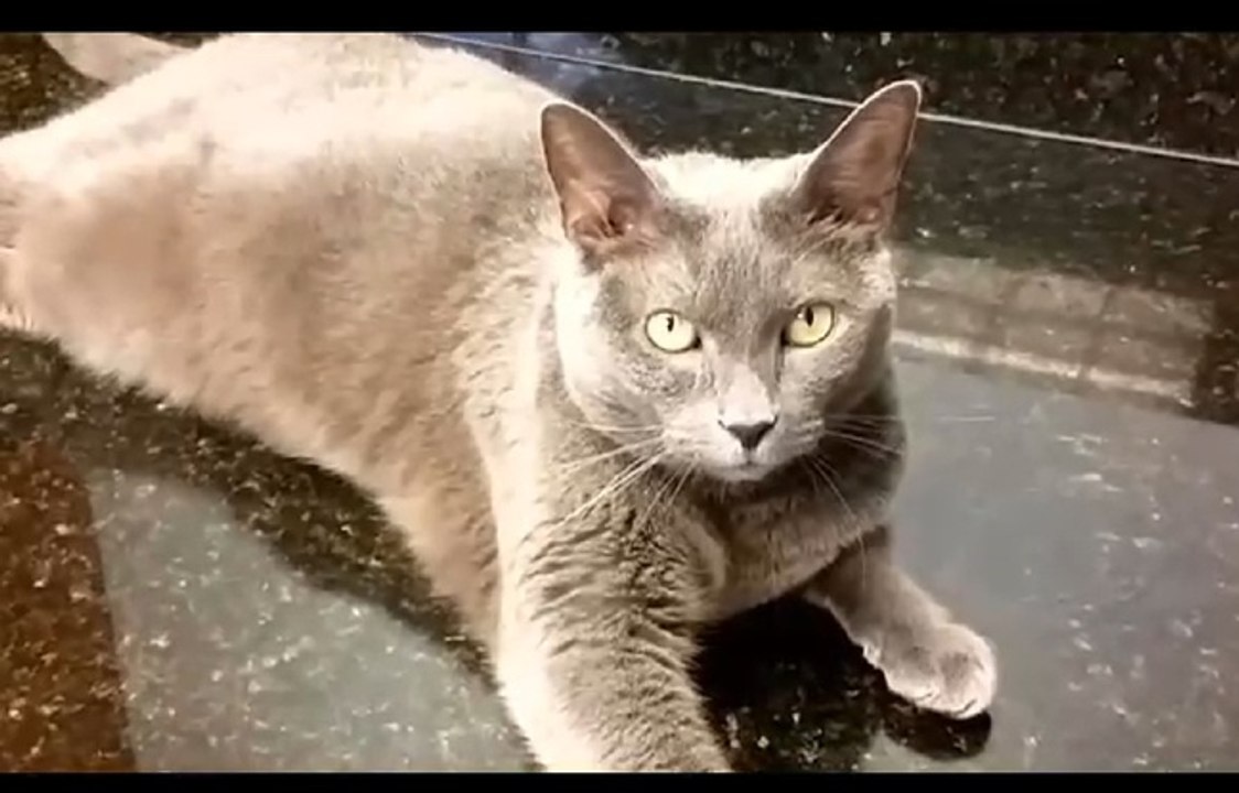 Un chat survit 36 jours dans un carton sans eau ni nourriture