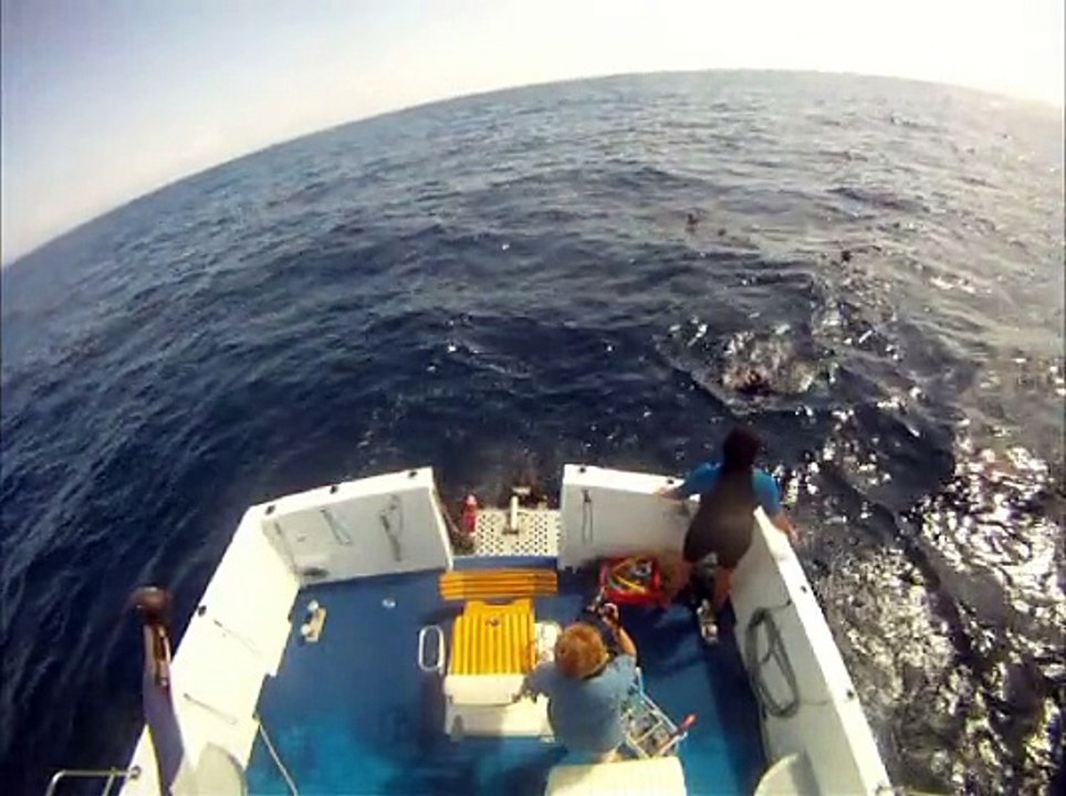 Nage avec les Dauphins 29 mai 2014 - Bateau Annett à Cannes – Mandelieu en France