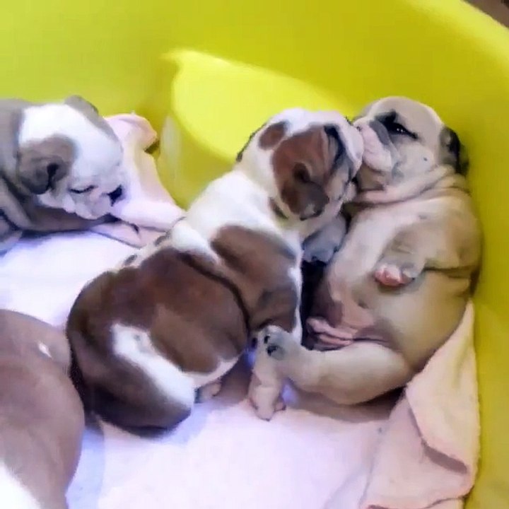 Des chiots en mode rafales de bisoux - trop chou