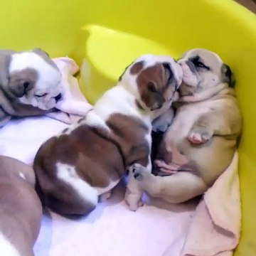 Des chiots en mode rafales de bisoux - trop chou