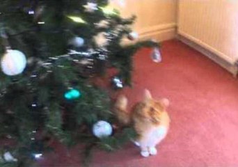 Ginger Tabby Loves the Christmas Tree