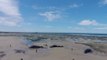 Drone Footage Shows Sperm Whales Stranded on Australian Beach