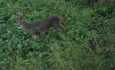 Moose: The 195-Inch Wisconsin Buck