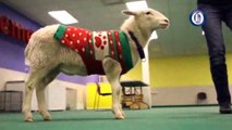Festive Sheep Wearing Christmas Sweater Reunited With Owner