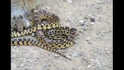 قناة الخط الأخضر | سنجاب متهور يطارد ثعبان ويحاول إلتهامه حي ويقوم بعضه مرارا حتى هرب