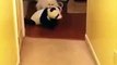 Cute Dog, Bichon Frise, and his Panda