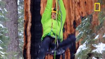 L'arbre le plus grand du monde mesure 75 mètres est séquoia âgé de 3200 ans