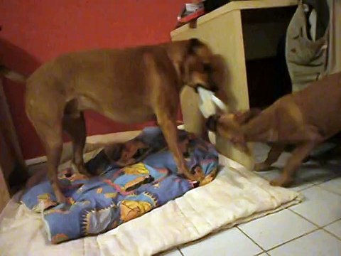 Jade et son doudou accaparé par Eros