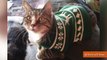 38 Cats Who Make Ugly Christmas Sweaters Cute