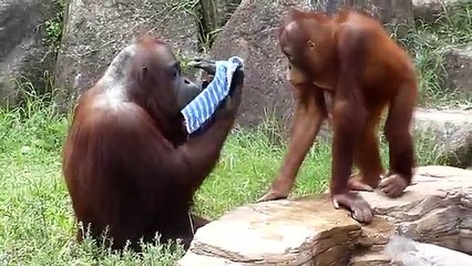 Un orang outan se rafraichit avec une serviette