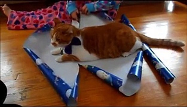 Faire un paquet cadeau avec son chat