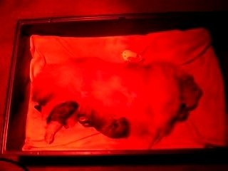 Rapsodie - portée du 06.02.2007