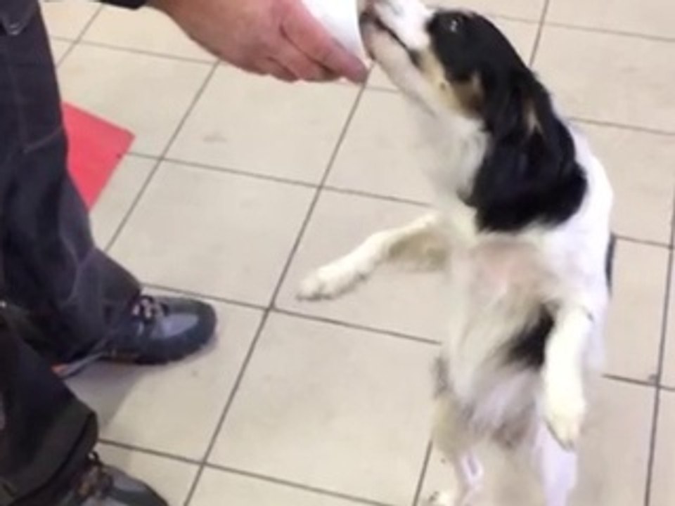 il cane equilibrista ciuccia caffe