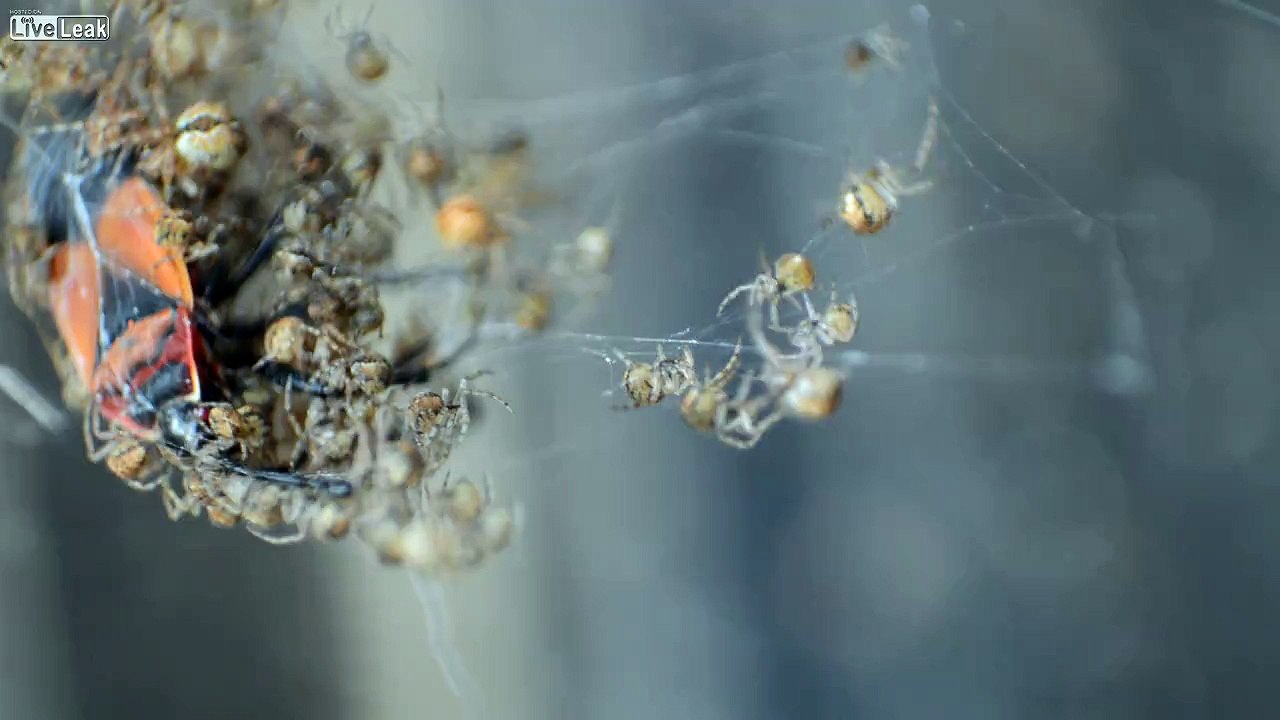 Baby Spiders with Assassin Bug