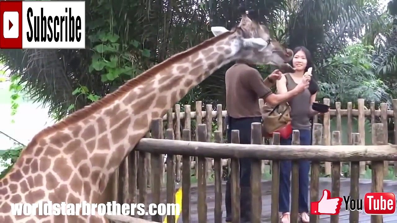 BEST FUNNY ANIMALS COMPILATION 2014
