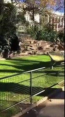 A man jumps into the cage of lions in the zoo of Barcelona and is attacked by two lions.