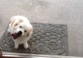 Excited Dog Gives Glass Door Loads of Slobbery Kisses