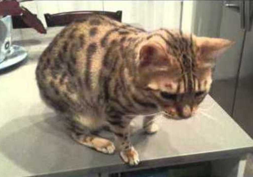 Mya the Kitty Does Some Tricks