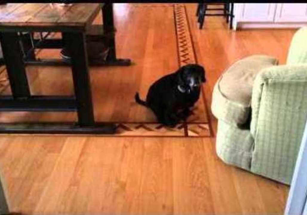 Dog Gets Himself Stuck in a Very Sticky Situation
