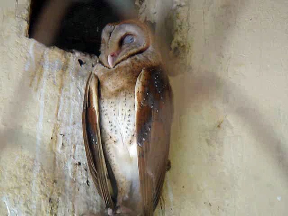Lazy Owl