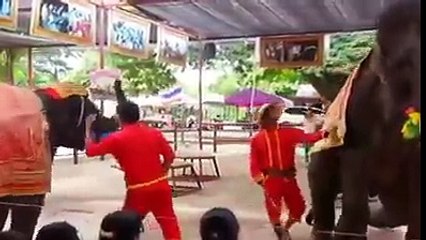 The best band dancing elephant in pakistan