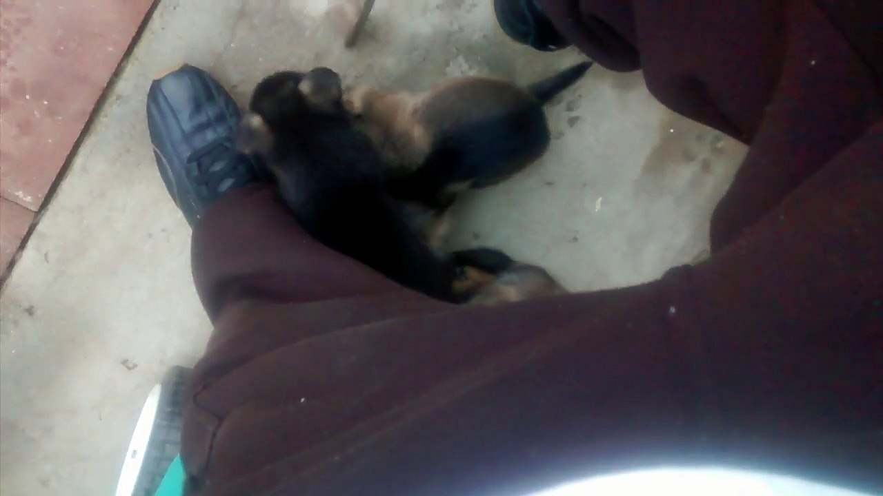 German Shepherd Puppies On The Loose