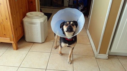 Un chien complètement stone pas très fan de son cône! En mode FREEZE