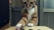 Un chat trop mignon joue au jeu de la taupe avec un doigt humain!