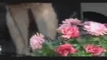 VDO 111