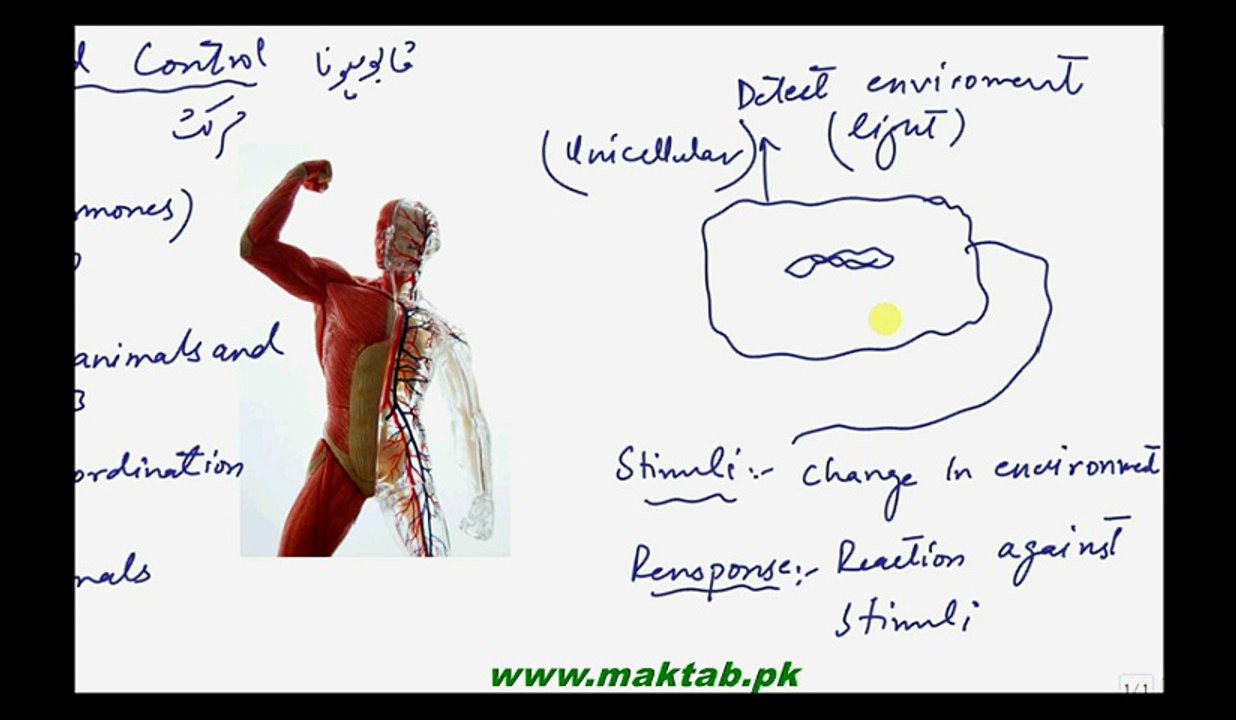 FSc Biology Book2, CH 17, LEC 1, Introduction and Coordination in plants