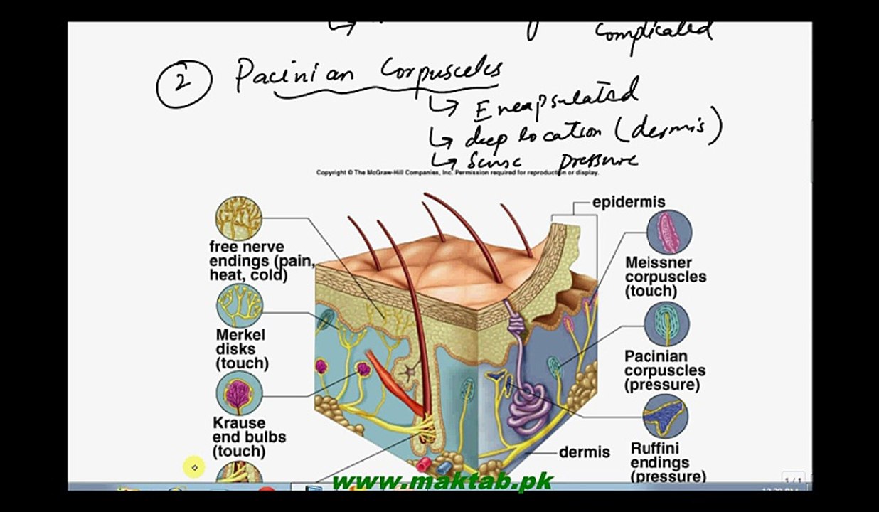 FSc Biology Book2, CH 17, LEC 6, Working of Sensory Receptors with Special Reference to Skin