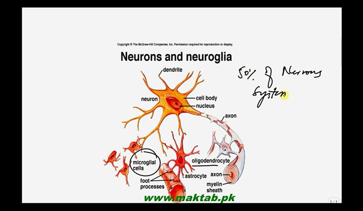 FSc Biology Book2, CH 17, LEC 7, Structure and Types of Neurons