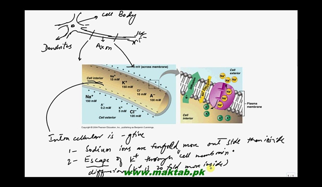 FSc Biology Book2, CH 17, LEC 9, Nerve Impulse and Resting Membrain Pottential
