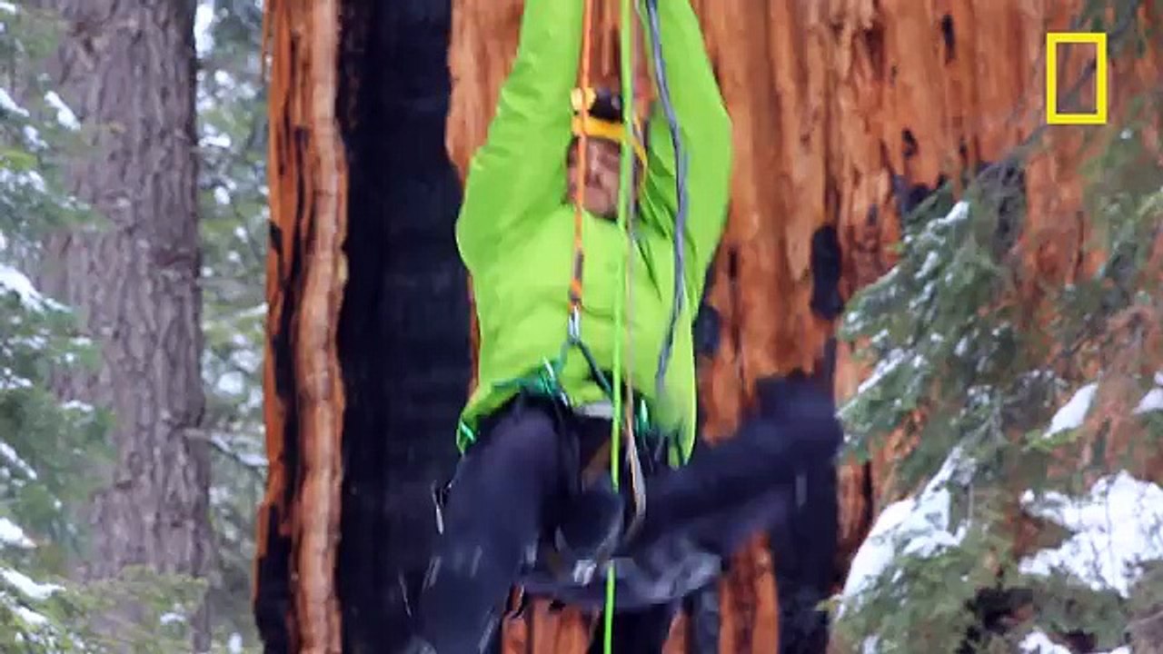 Sequoia géant 3200 ans