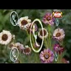 Allah HO Allah By Farhan Ali Qadri