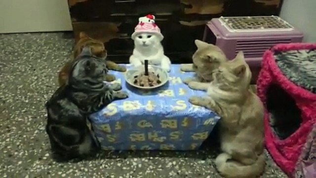 Goûter d'anniversaire entre chats