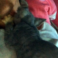 Câlins du matin de Joée