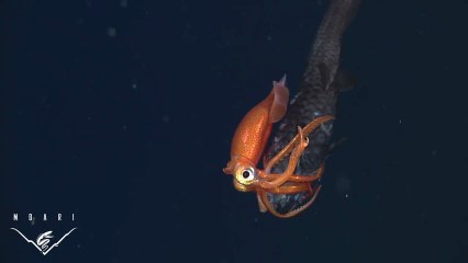 La chasse du calamar dans les abysses