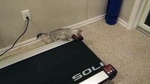 Cat Tries to Catch Moving Treadmill