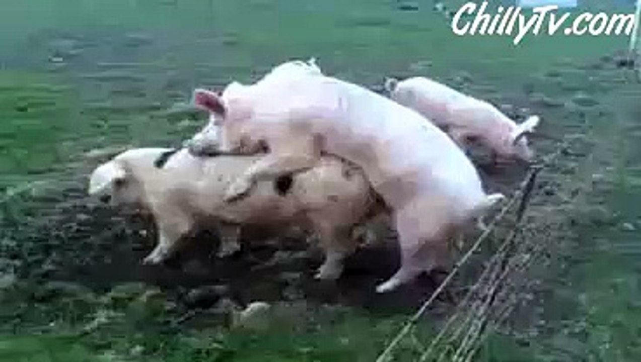 Funny Pig Love - Must Watch