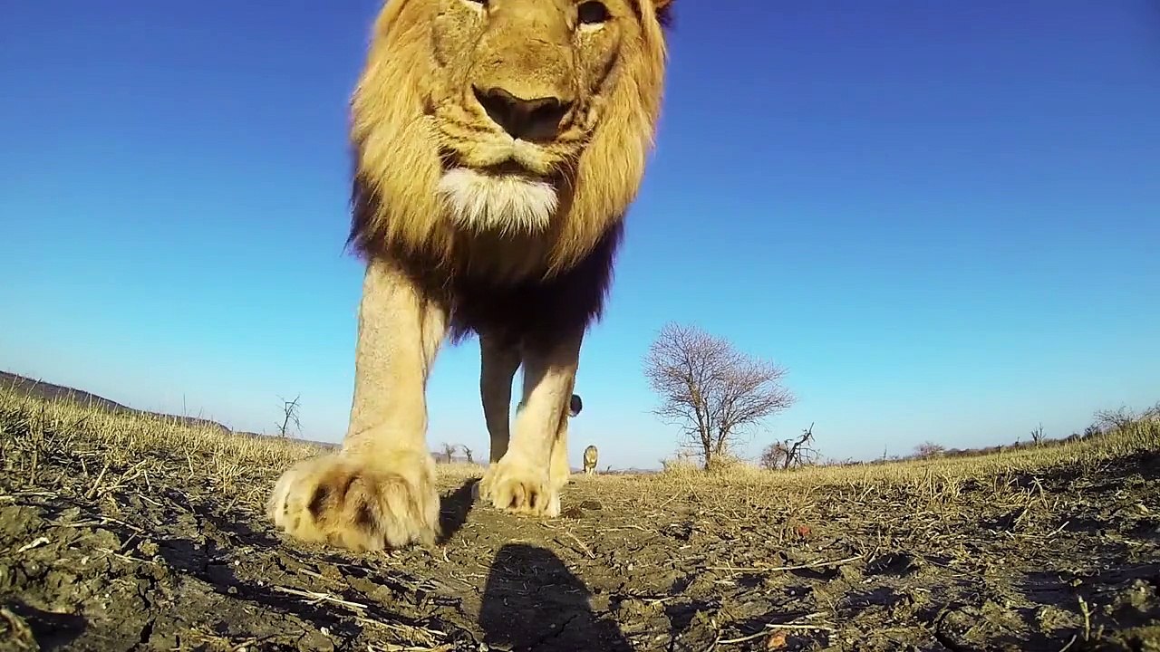 Una cámara para este león
