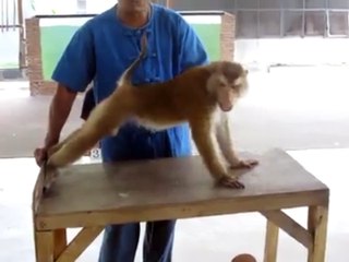 Avez-vous déjà vu un singe faire des pompes ?