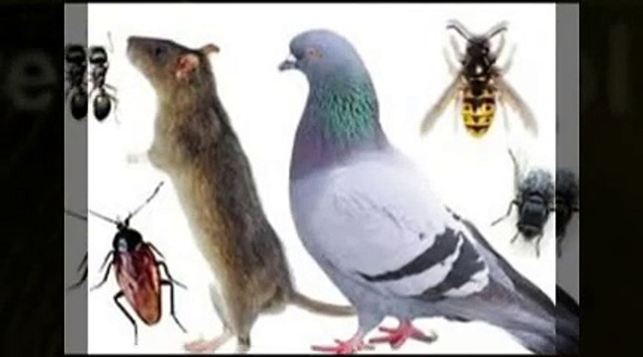 "Do It Yourself" - Pest Control Products