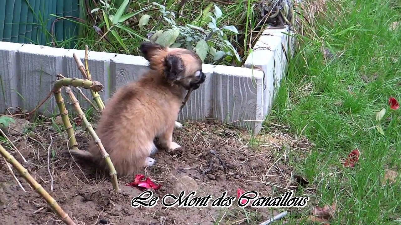 Joucky à la recherche de feuilles mortes dans le jardin - 3 mois et demi - Le Mont des Canaillous - Chihuahuas